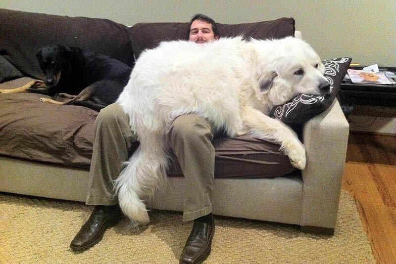 Great Pyrenees charakterystyka