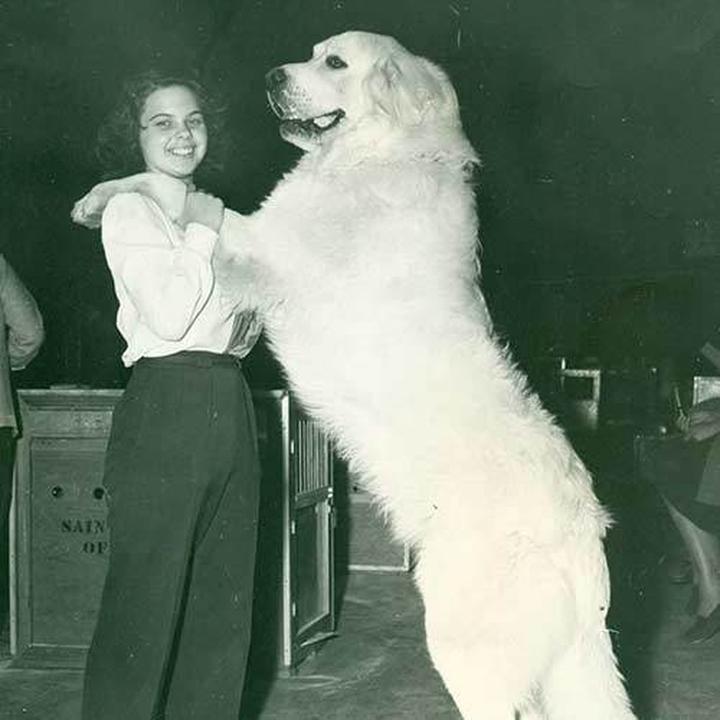 Historia Great Pyrenees