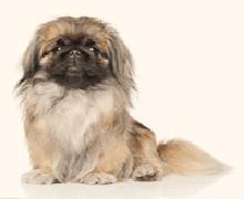 Historia pekińczyka