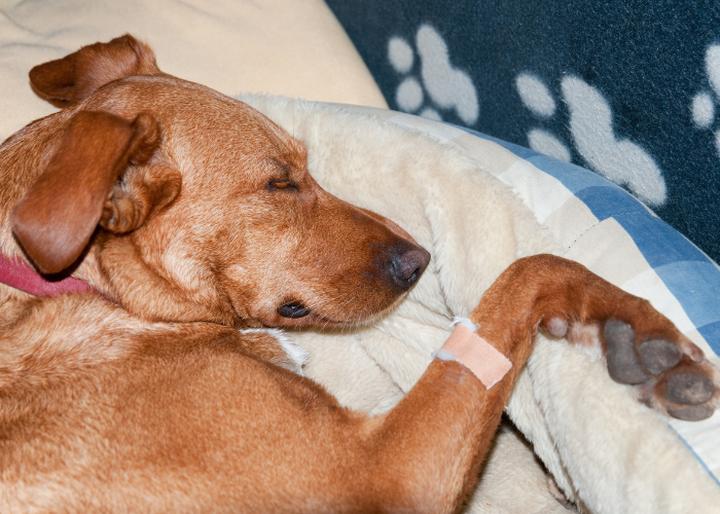 Leczenie mocznicy u psa