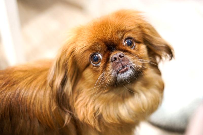 Pekingese charakterystyka