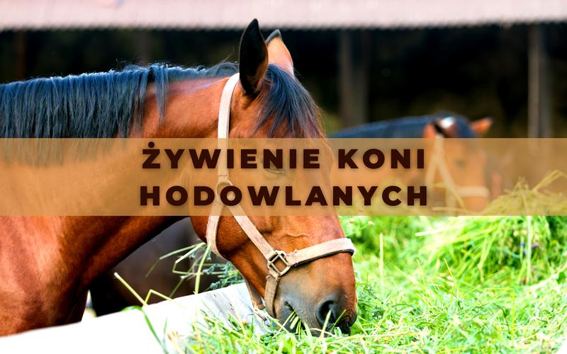 Rodzaje pasz dla koni