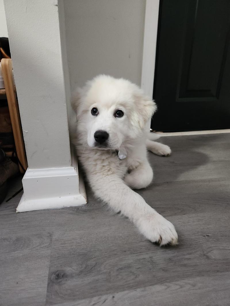 Temperament Great Pyrenees