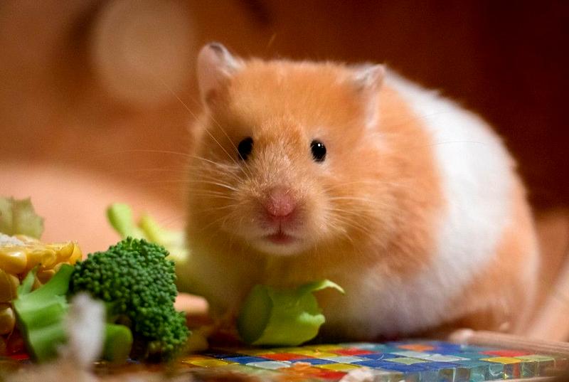 Warzywa dla chomików