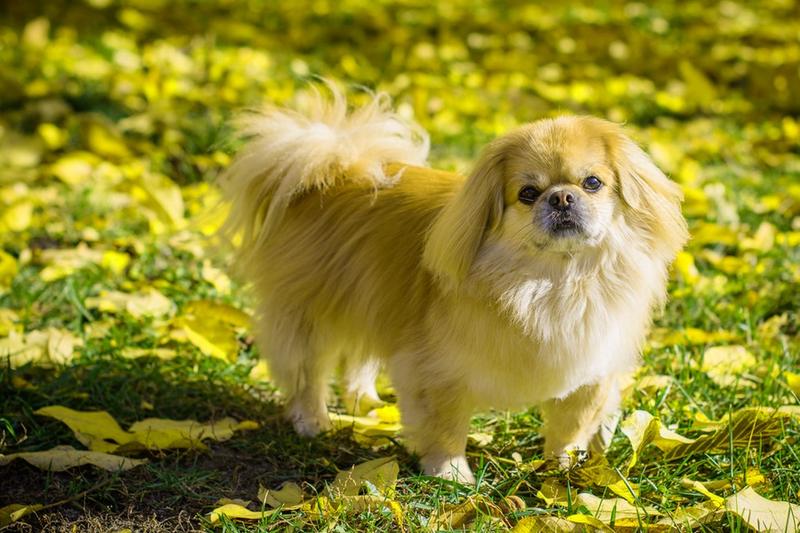 Zalety i wady pekińczyka