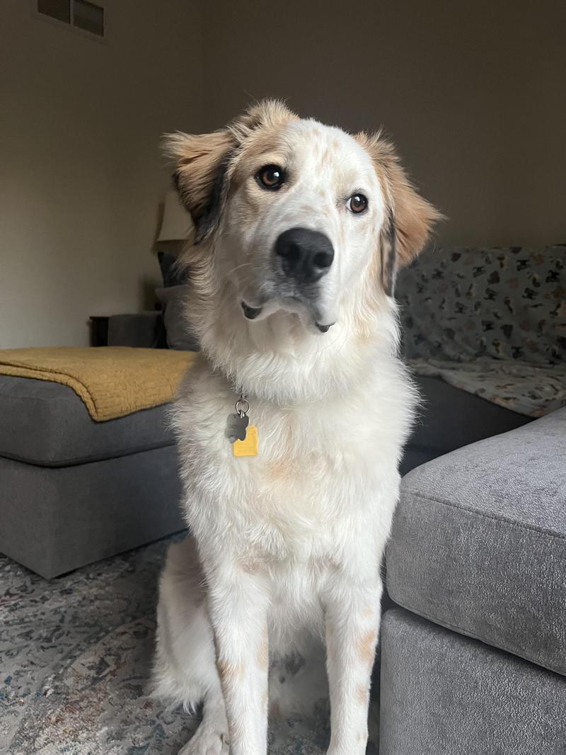 Zdrowie Great Pyrenees
