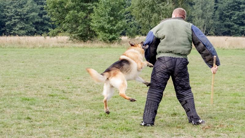 Bez paniki: jak postępować w sytuacji ataku psa?