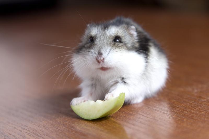 Czy chomiki mogą jeść gruszki? Sprawdź, co warto wiedzieć!