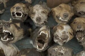 Jak bezpiecznie uśpić psa: ile trwa ten proces i jak zminimalizować ból?