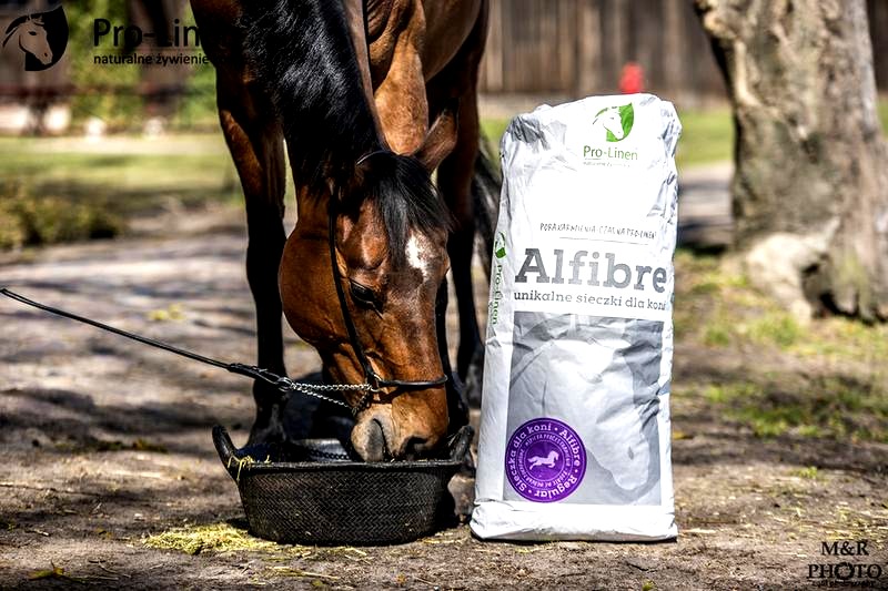 Jak powinno wyglądać prawidłowe żywienie koni?