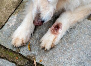 Odkrywając tajemniczy świat robaków pod skórą naszych przyjaciół: co warto wiedzieć o zdrowiu psa