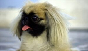 Pekingese – Fascynująca charakterystyka i opis rasy, która oczarowuje